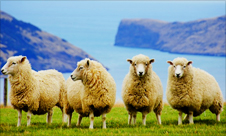 학생비자로! 공부+아르바이트 OK!